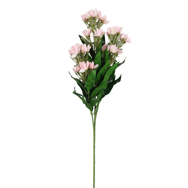 Wisteria plant 90cm - Soft pink