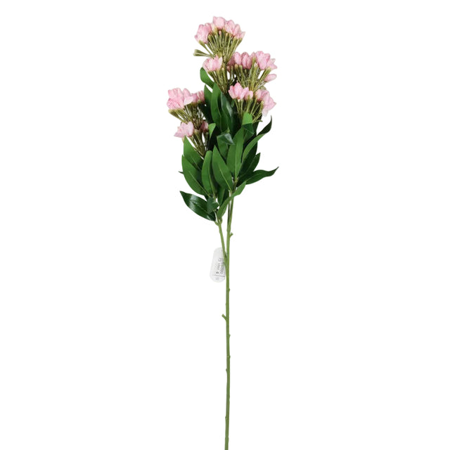 Wisteria plant 90cm - Pink