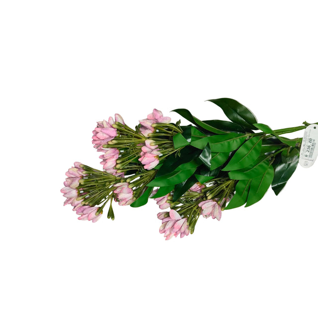 Wisteria plant 90cm - Pink