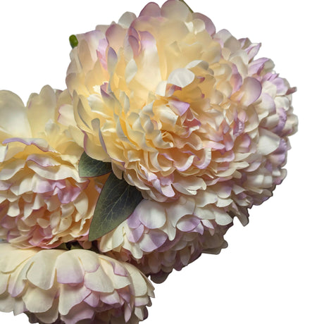 Peony bunch 50cm - Cream