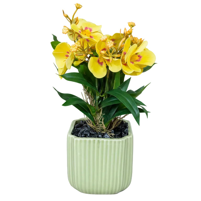 Yellow pansy in pot 30cm