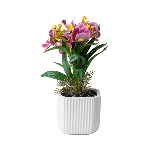 Dusty pink pansy in white pot 30cm