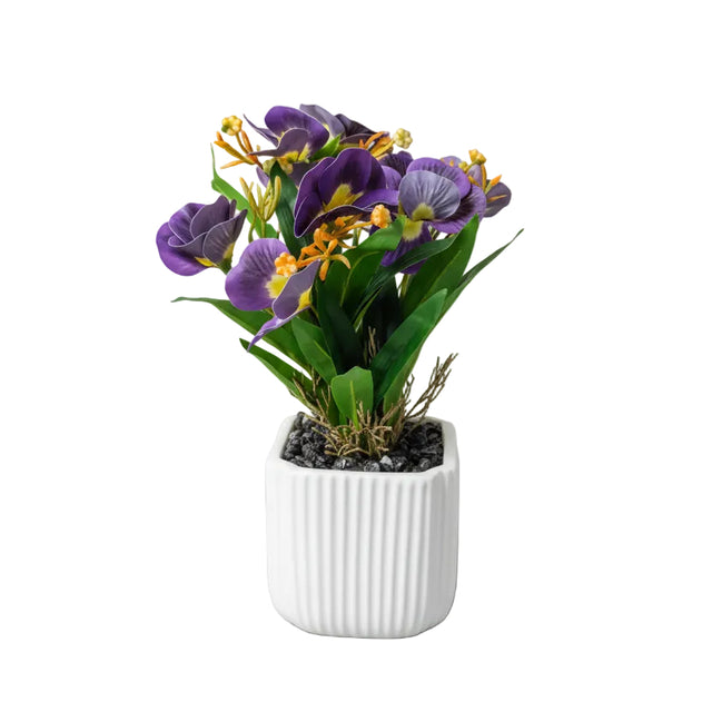 Purple pansy in white pot 30cm