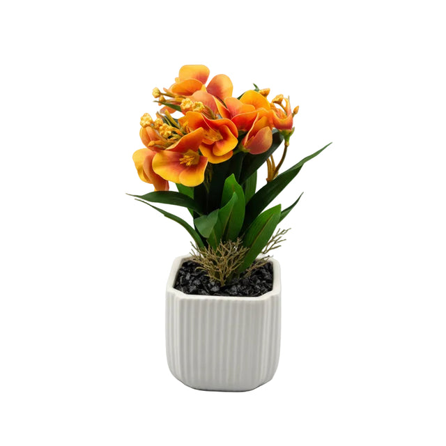 Orange pansy in white pot 30cm