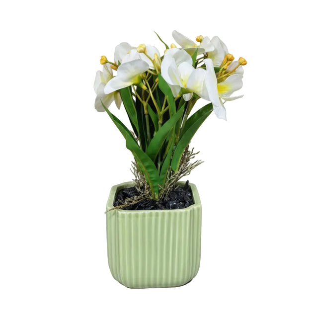 White pansy in pot 30cm