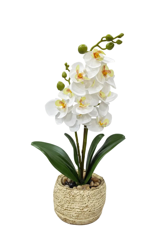 White orchid in cement pot 32cm
