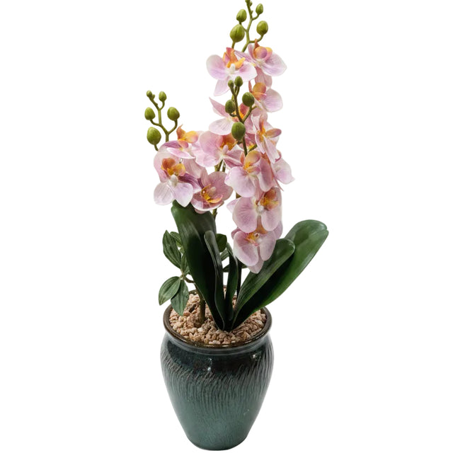Light pink orchid in green pot 48cm