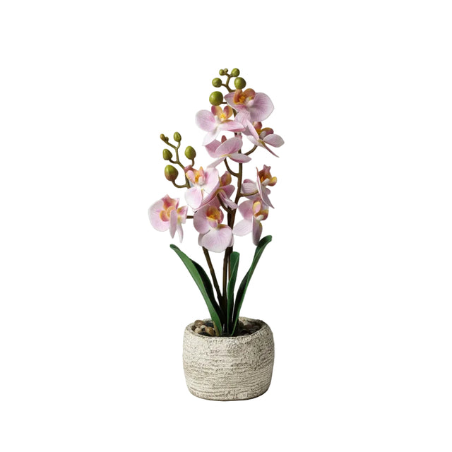 Light pink orchid in cement pot 32cm