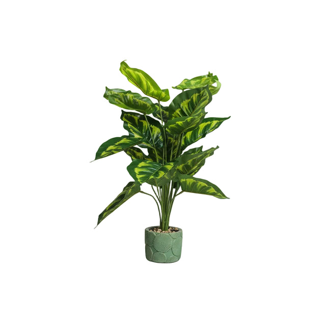 Chinese evergreen 63cm - banana plant light green