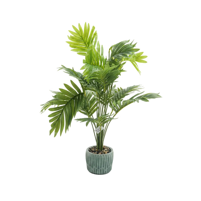 Chinese evergreen 63cm - palm plant