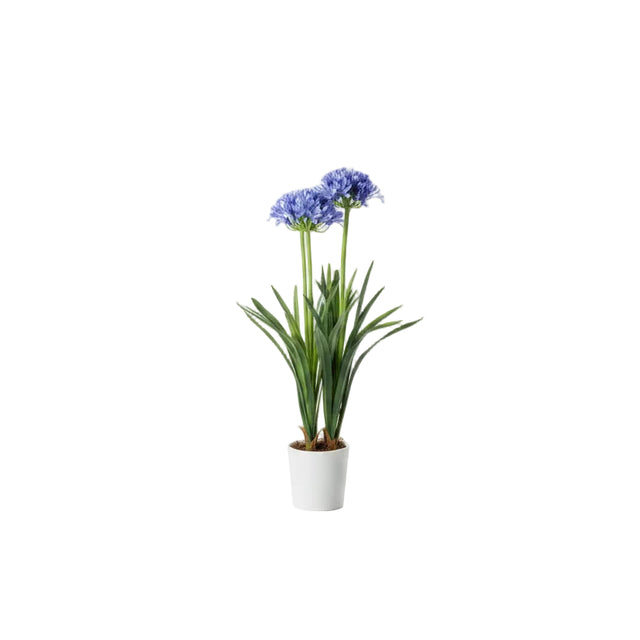 Agapanthus in white pot 50x80cm - Blue