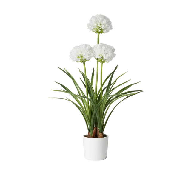 Agapanthus in white pot 50x80cm - White