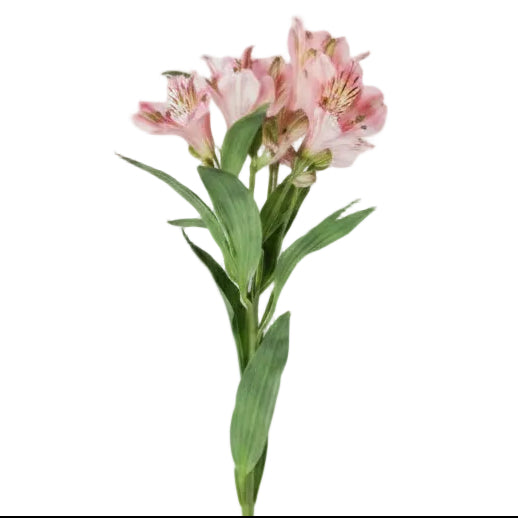 Single Peruvian lily 20x20x80cm - Light pink