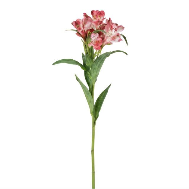 Single Peruvian lily 20x20x80cm - Pink