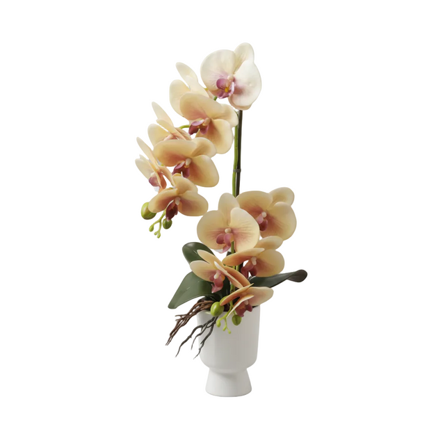 Yellow orchid in white pot 55cm