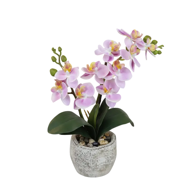 Pink orchid in cement pot 32cm