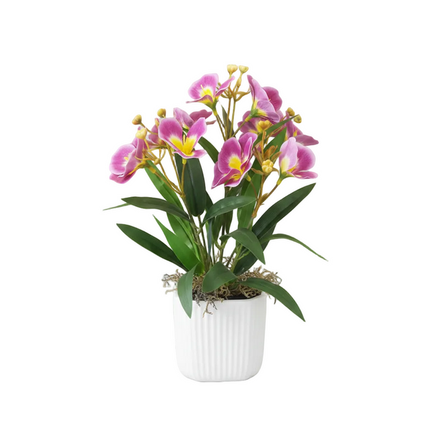 Pink pansy in white pot 30cm