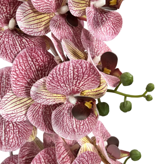 Purple orchid in white pot 72cm