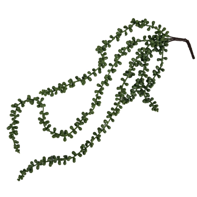 String of pearls succulent hanging vine 60cm