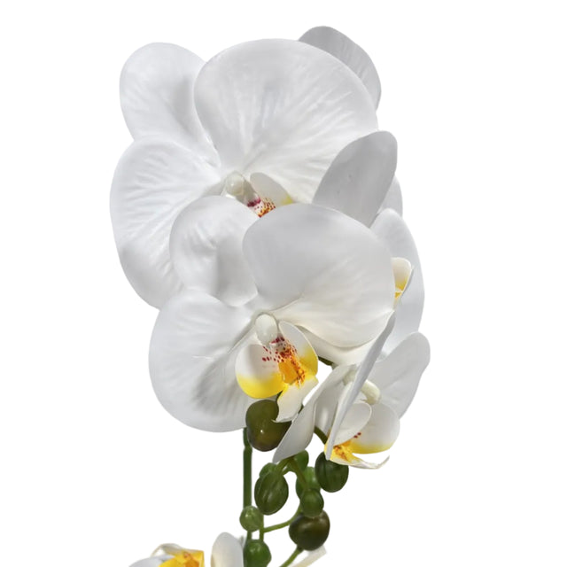 White orchid in gold pot 43cm