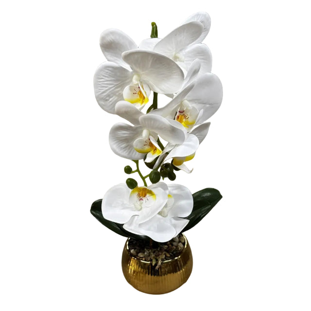 White orchid in white pot 43cm
