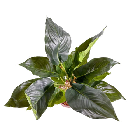 Chinese evergreen 45cm - green leaf