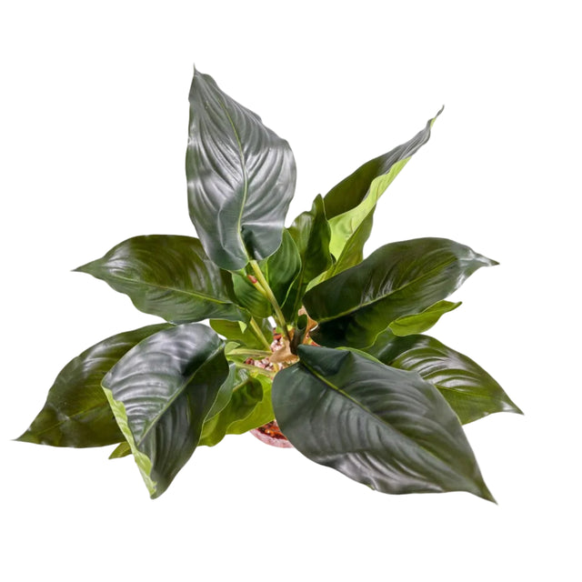Chinese evergreen 45cm - green leaf